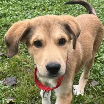 Ricki Lake -  Mixed Breed Dog for Adoption in Grayslake, Illinois - Ricki Lake | PetCurious
