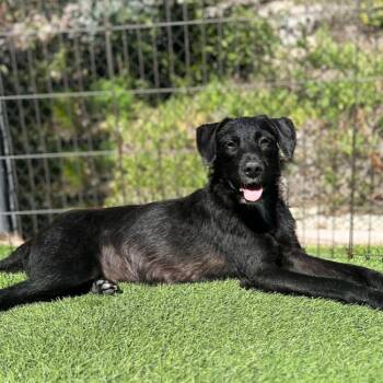 Rescue Labrador Retriever and Wirehaired Terrier Dogs for Adoption in San Diego, California - Bessie | PetCurious