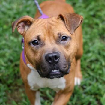 Rescue American Staffordshire Terrier Dogs for Adoption in Raleigh, North Carolina - Mozart | PetCurious