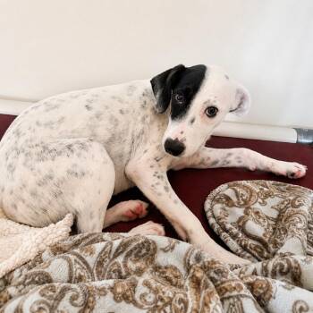 Pink -  Mixed Breed and None Dog for Adoption in Brownsboro, Alabama - Pink | PetCurious