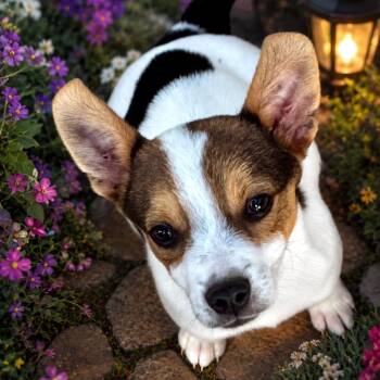 Australian Cattle Dog Blue Heeler and Cattle Dog Dogs Available for Adoption in Atlanta, Texas - Gizmo | PetCurious