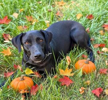 Autumn -  Black Labrador Retriever Dog for Adoption - Autumn | PetCurious