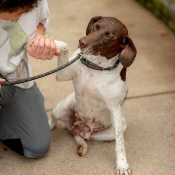 Lilypad -  German Shorthaired Pointer Dog for Adoption in Chester Springs, Pennsylvania - Lilypad | PetCurious