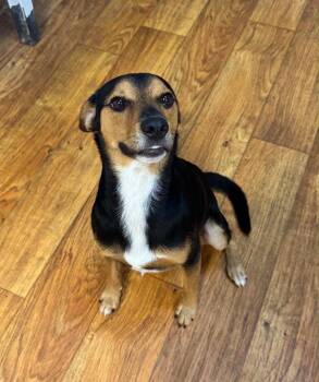 Bob -  Mixed Breed Dog for Adoption in Ocala, Florida - Bob | PetCurious