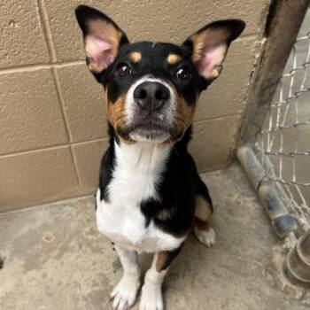 Noemi -  Terrier Dog for Adoption in Ojai, California - Noemi | PetCurious