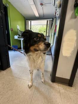 ACE -  Australian Shepherd Dog for Adoption in Kent, Washington - ACE | PetCurious