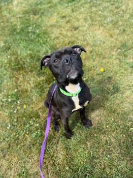 Phineas -  Mixed Breed Dog for Adoption in Hyde Park, New York - Phineas | PetCurious