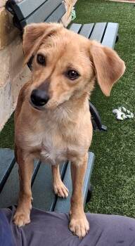 Terrier Dogs Available for Adoption in Seguin, Texas - Daisy | PetCurious