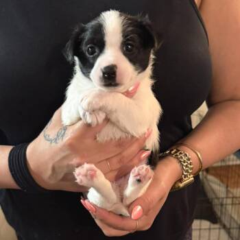 Chihuahua Dogs Available for Adoption in Tampa, Florida - Lucy | PetCurious