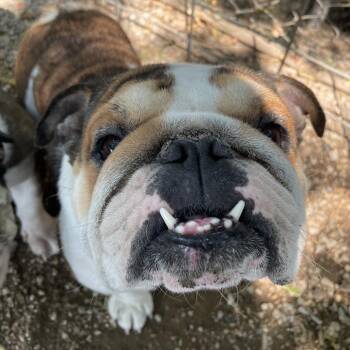 Susan -  English Bulldog Dog for Adoption in Madison, Wisconsin - Susan | PetCurious