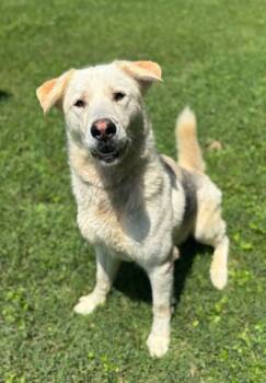 Rescue Alaskan Malamute and German Shepherd Dog Dogs for Adoption in Worthington Hills, Kentucky - Tahoe | PetCurious