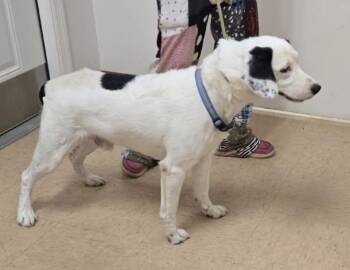 Rescue Border Collie and Spaniel Dogs for Adoption in Cairo, Georgia - Teddy | PetCurious