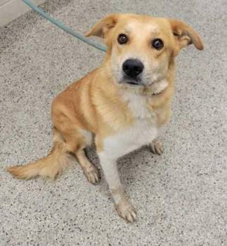 Sunflower PhD -  Mixed Breed Dog for Adoption in Kansas City, Missouri - Sunflower PhD | PetCurious