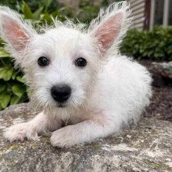 Arlo -  West Highland White Terrier Westie Dog for Adoption in North Freedom, Wisconsin - Arlo | PetCurious
