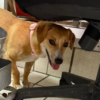 Peggy -  Mixed Breed Dog for Adoption in Springboro, Ohio - Peggy | PetCurious
