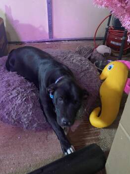 Black Labrador Retriever and American Bulldog Dogs Available for Adoption in Atlanta, Georgia - Cinderella - Lost More Than A Lost Slipper | PetCurious