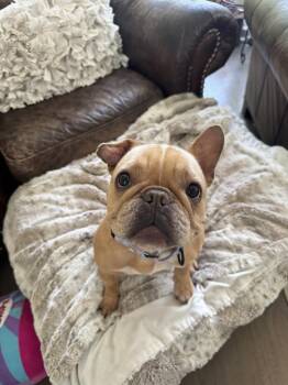 French Bulldog Dogs Available for Adoption in Lakeland, Florida - Dutch | PetCurious