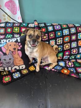 WAYLON -  Pug and Mixed Breed Dog for Adoption - WAYLON | PetCurious