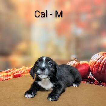 Cal -  Mixed Breed Dog for Adoption in Griswold, Connecticut - Cal | PetCurious