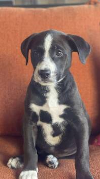 Rescue Black Labrador Retriever Dogs for Adoption in San Diego, California - Marley | PetCurious