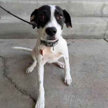 Marla -  Mixed Breed Dog for Adoption in Bend, Oregon - Marla | PetCurious