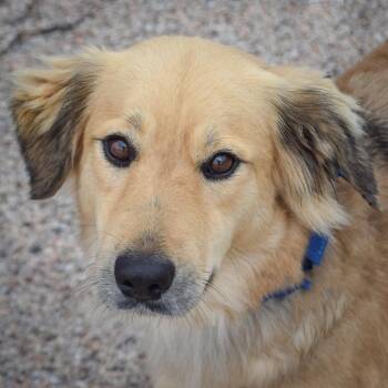 German Shepherd Dog and Collie Dogs Available for Adoption in Huntley, Illinois - Bling | PetCurious
