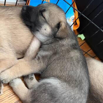 Nugget (Can leave 10/4) -  Husky and Mixed Breed Dog for Adoption in Silver Spring, Maryland - Nugget (Can Leave 10/4) | PetCurious