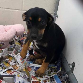 Alma -  Dachshund and Mixed Breed Dog for Adoption in Huntsville, Alabama - Alma | PetCurious