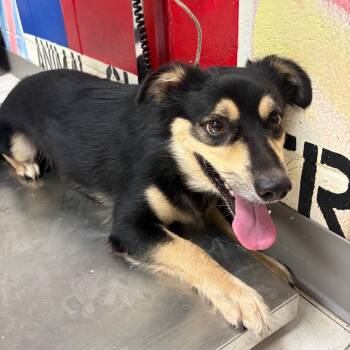 Rocky -  Shepherd Dog for Adoption in Lufkin, Texas - Rocky | PetCurious