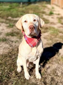 Dopey -  Yellow Labrador Retriever Dog for Adoption in Muskegon, Michigan - Dopey | PetCurious