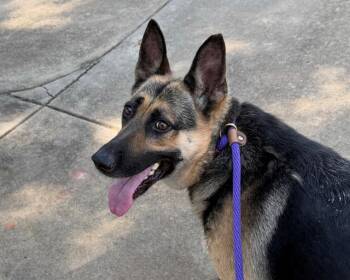 CRYSTAL ANNE -  German Shepherd Dog Dog for Adoption in Charlotte, North Carolina - CRYSTAL ANNE | PetCurious