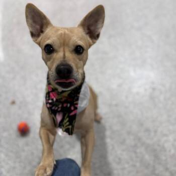 Chihuahua and Dachshund Dogs Available for Adoption - Chunky | PetCurious
