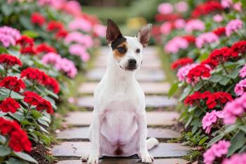 Cattle Dog and Mixed Breed Dogs Available for Adoption - Sunny | PetCurious