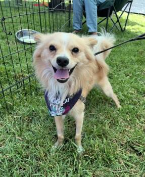 Spencer -  Pomeranian Dog for Adoption in Dana Point, California - Spencer | PetCurious