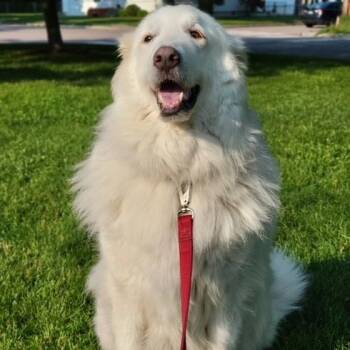 Rescue Great Pyrenees Dogs for Adoption in Saint George, Vermont - Bruce | PetCurious