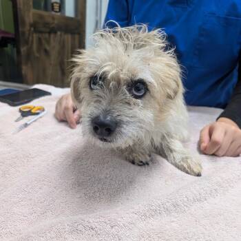 Terrier Dogs Available for Adoption - THOMAS | PetCurious