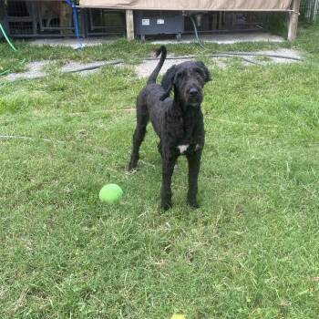 Diesel Dave -  Poodle and Labrador Retriever Dog for Adoption in Jacksboro, Tennessee - Diesel Dave | PetCurious