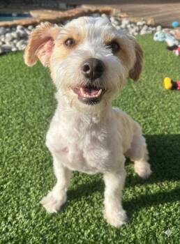 ARLO -  Jack Russell Terrier and Poodle Dog for Adoption in Dallas, Texas - ARLO | PetCurious