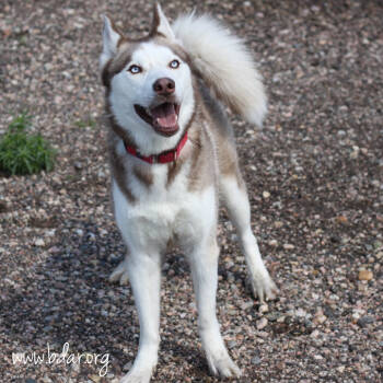 Rescue Siberian Husky Dogs for Adoption in Cheyenne, Wyoming - Finn | PetCurious