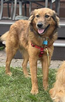 Rainey -  Retriever and Mixed Breed Dog for Adoption in Minneapolis, Minnesota - Rainey | PetCurious