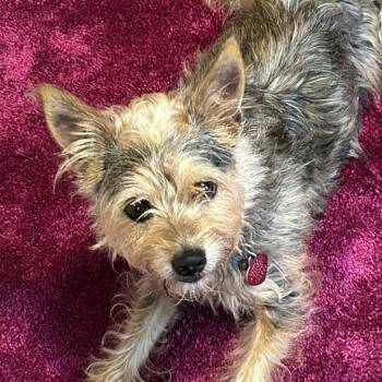 Rescue Terrier and Yorkshire Terrier Dogs for Adoption in Wimberley, Texas - Rosie (bonded W Georgie) | PetCurious