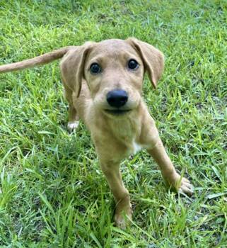 Cool Breeze -  Labrador Retriever and Beagle Dog for Adoption in Watertown, Connecticut - Cool Breeze | PetCurious