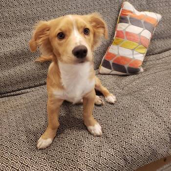 Alfredo -  Retriever Dog for Adoption in Montgomery, Alabama - Alfredo | PetCurious