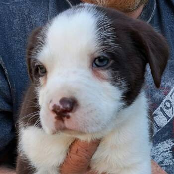 Terrier and Mixed Breed Dogs Available for Adoption - Brodie | PetCurious