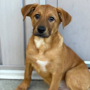 Mixed Breed and None Dogs Available for Adoption in Bedford, New Hampshire - Sequoia | PetCurious