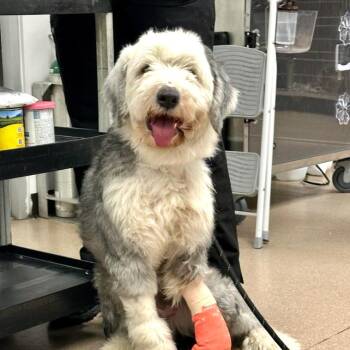 Old English Sheepdog Dogs Available for Adoption - Oso A2257354 | PetCurious