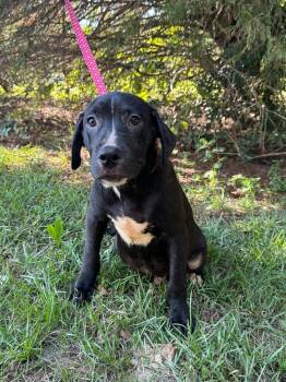 Rescue Labrador Retriever Dogs for Adoption in Troy, Alabama - Timberland | PetCurious
