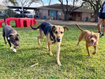 Oso Burrito Boy -  German Shepherd Dog and Hound Dog for Adoption in Friendswood, Texas - Oso Burrito Boy | PetCurious