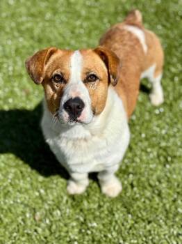 Corgi and Jack Russell Terrier Dogs Available for Adoption - Buddy | PetCurious