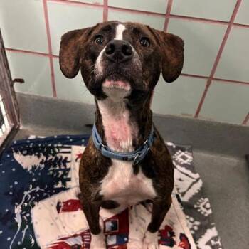 Groovy -  Pit Bull Terrier and Mixed Breed Dog for Adoption in Richmond, Virginia - Groovy | PetCurious